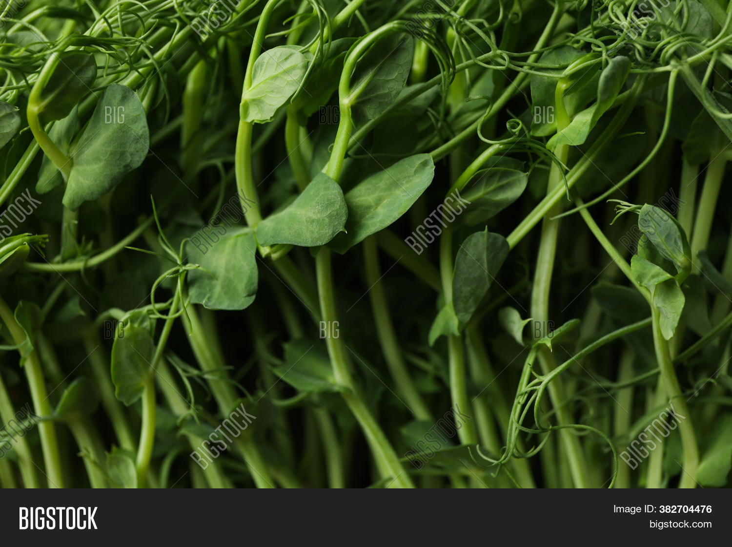 Green Peas Sprouts On Image & Photo (Free Trial) Bigstock