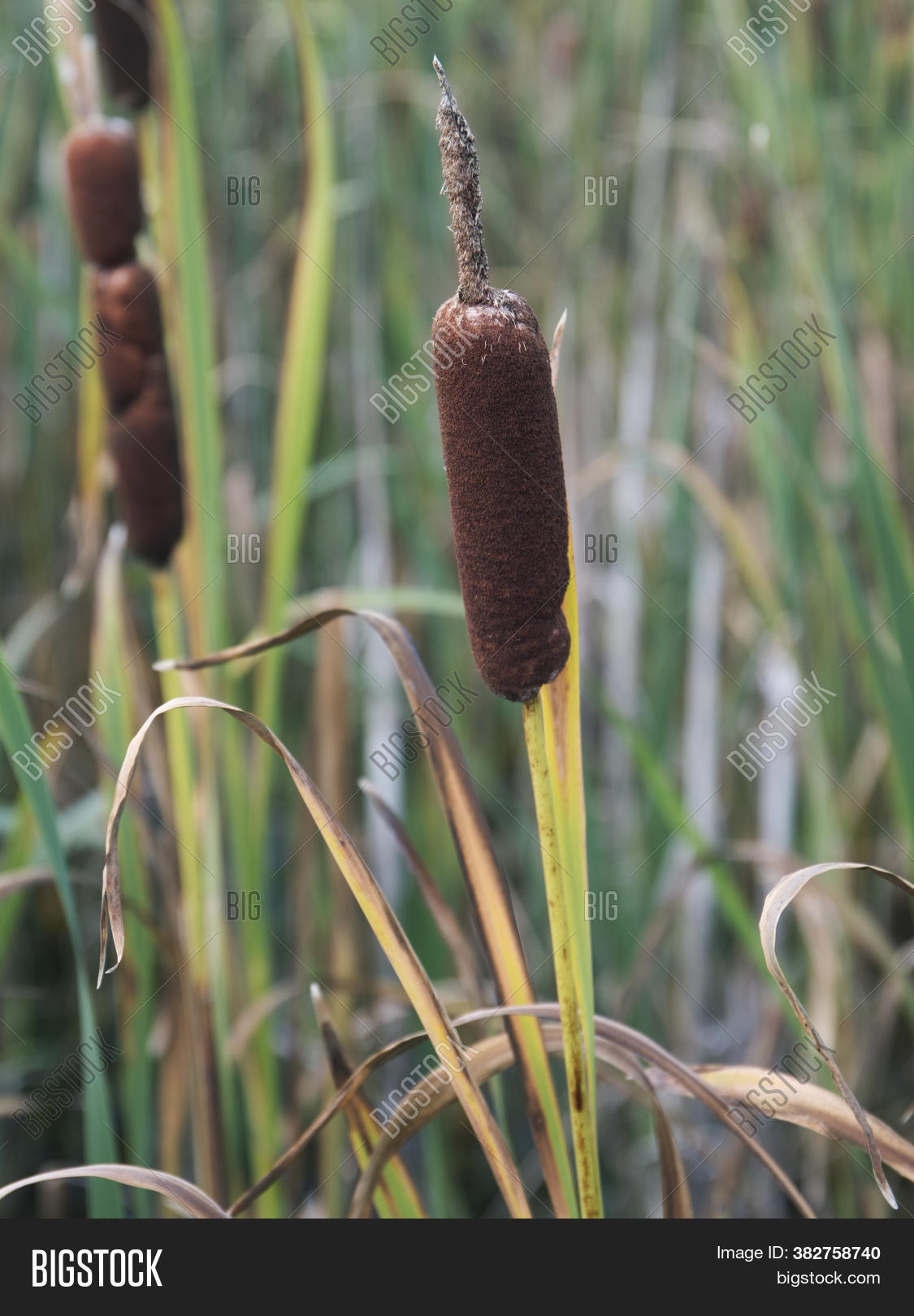 Reed Mace Plant Known Image & Photo (Free Trial) Bigstock
