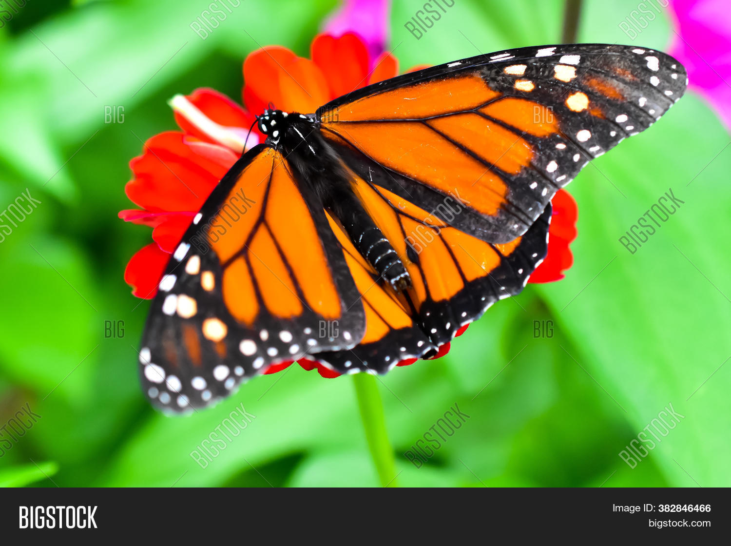 Monarch Butterfly On Image & Photo (Free Trial) Bigstock