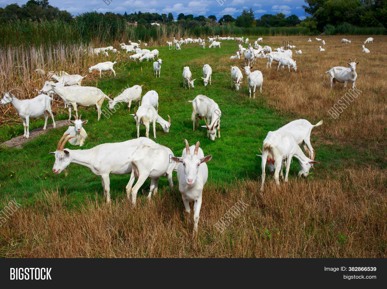 Goats Pasture Organic Image & Photo (Free Trial) Bigstock