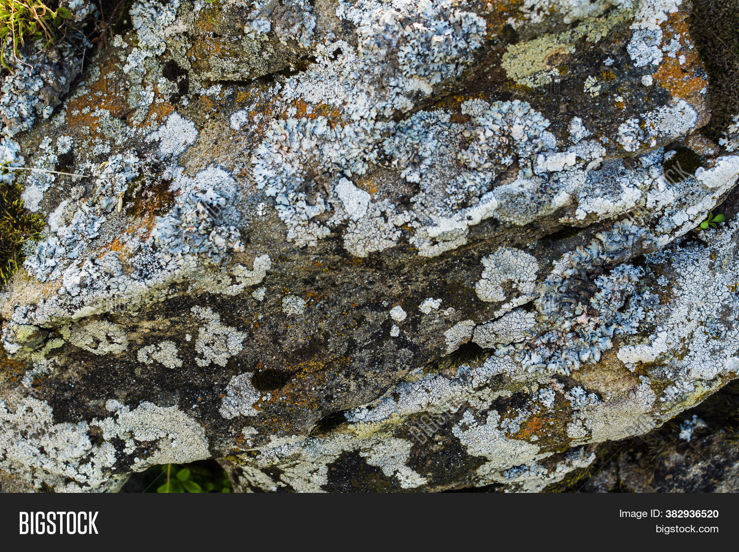 Moss Lichen On Rocks Image & Photo (Free Trial) | Bigstock