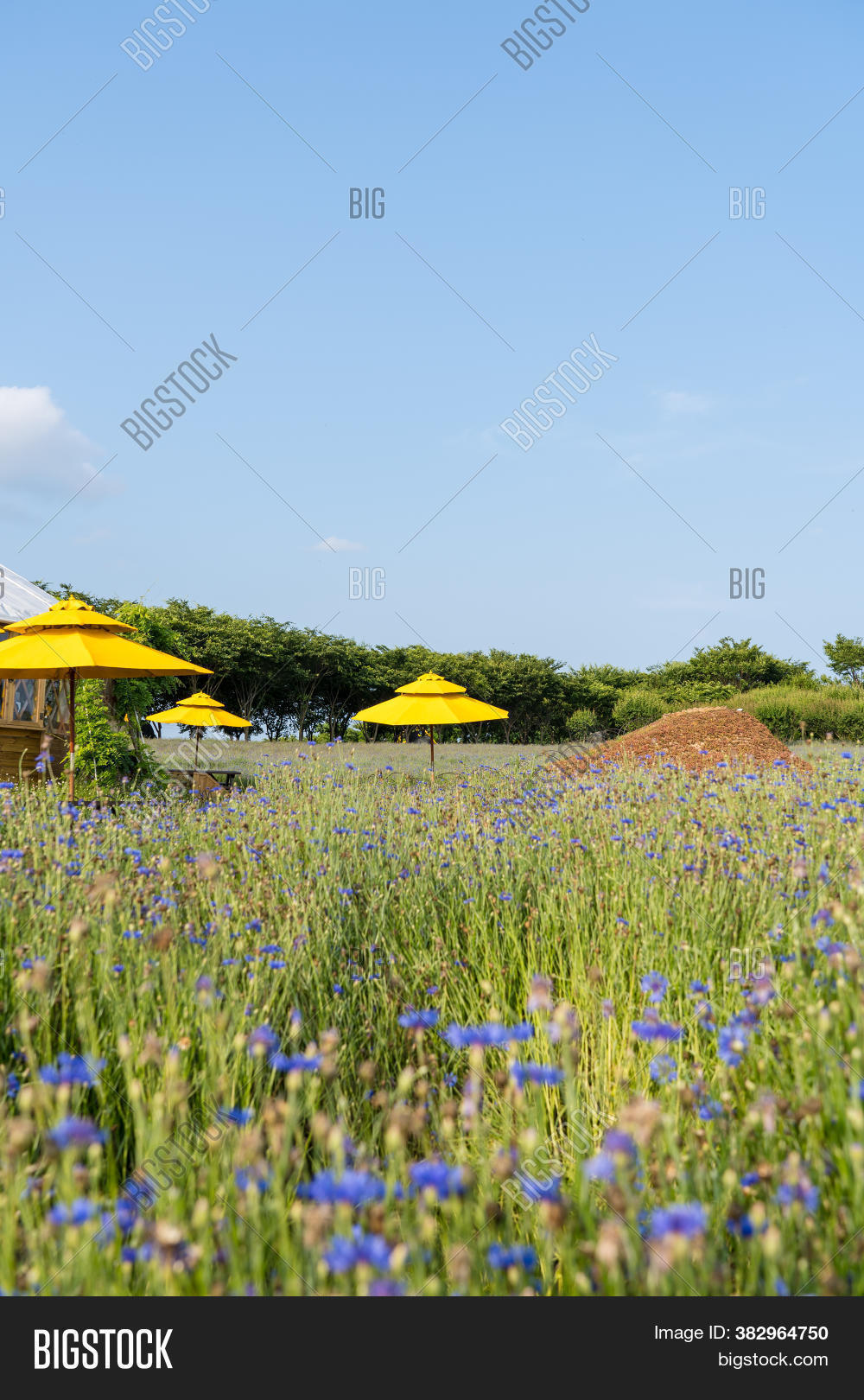Yellow Garden Parasol Image & Photo (Free Trial) Bigstock