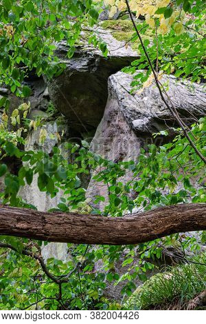 Lateral Branch In Front Of A Rock In The Forest.