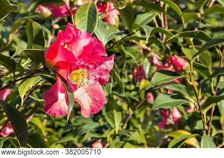Red Sasanqua Camellia Bush With Flowers In Bloom And Blurred Background