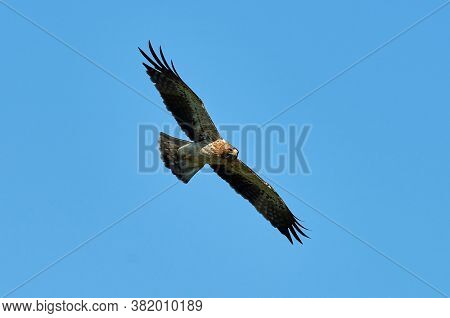 The Booted Eagle in flight (Aquila pennata)