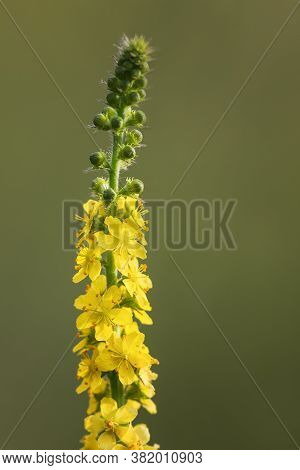 Common Agrimony, Church Steeples Or Sticklewort, Agrimonia Eupatoria Flower In Bloom In The Summer