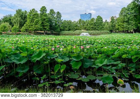 Vivid Pink And White Water Lily Flowers (nymphaeaceae) In Full Bloom And Green Leaves On A Water Sur