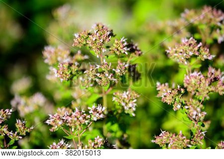 Many Fresh Green Leaves And Purple Flowers Of Thymus Serpyllum Plant, Known As Breckland Wild Thyme,