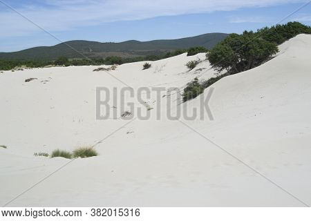 View Of The Arenas Biancas Beach And His Dunes, Teulada, Sulcis