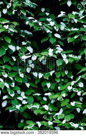 Wall With Actinidia Kolomikta Or Variegated-leaf Hardy Kiwi With Green And White Leaves