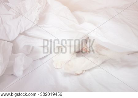 White Cute Cat Sleeps In A Sheet. The Concept Of Pets, Comfort, Cleanliness. Copspace.