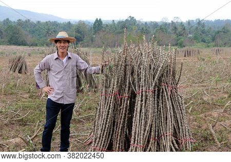 Male Farmer Standing With Akimbo And One Hand Catch The Limb Of Tapioca Plant That Cut The Stack Tog