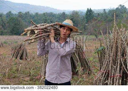 Male Farmer Standing And Shoulder  Tapioca Limb That Cut The Stack Together In The Cassava Farm.