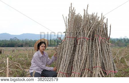 Female Farmer Sitting With Tapioca Limb That Cut The Stack Together In The Cassava Farm.