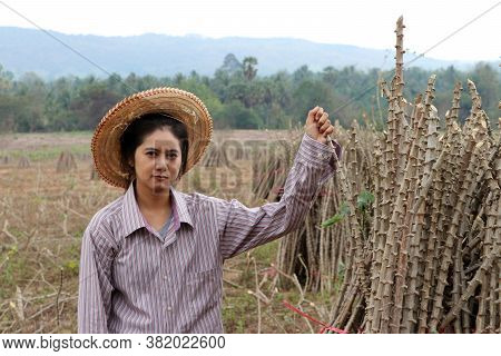 Female Farmer Sitting With Tapioca Limb That Cut The Stack Together In The Cassava Farm.