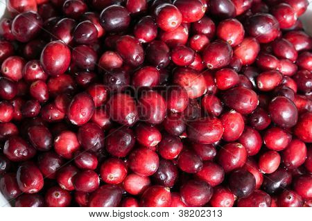 Свежие спелые Клюква