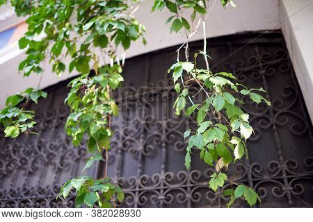 Creeper Leaves Illuminated By The Setting Sun Against The Background Of A Vintage Wrought Iron Gate