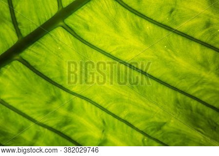 green alocasia odora leaf in the outdoor of city