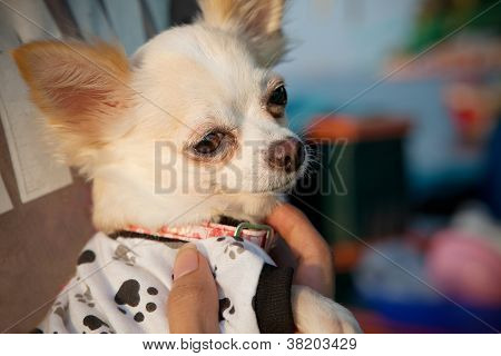 tvář chihuahua(chiwawa) pes portrétní detail