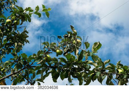 Branches Of Apple Tree With Ripe Fruits On Blue Cloudy Sky Background