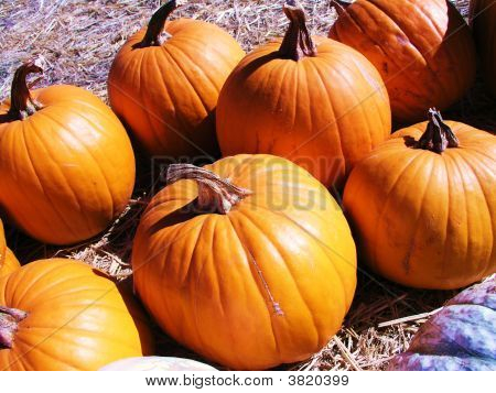 Pumpkin Patch