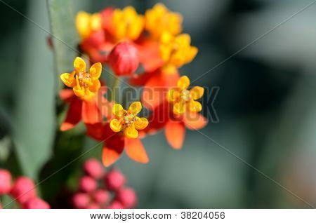 Asclepias Curassavica입니다. (붉은 나비)