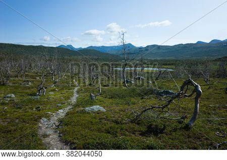 Hiking trail in Abisko National Park in Lapland. Arctic nature of Scandinavia in sunny day, Sweden in summer. Arctic Downy Birch tree forest