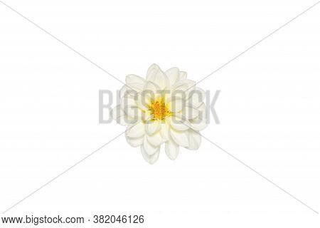 Delicate White Flower Isolate On White Background Top View