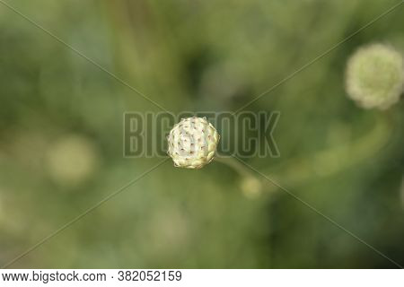 White Scabious Flower Bud - Latin Name - Cephalaria Leucantha