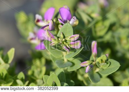 Myrtle-leaf Milkwort - Latin Name - Polygala Myrtifolia