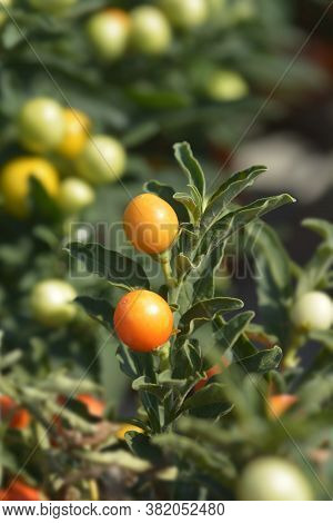 False Jerusalem Cherry - Latin Name - Solanum Pseudocapsicum