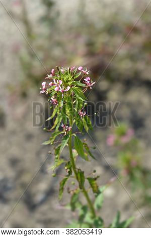 Mosquito Flower - Latin Name - Lopezia Coronata