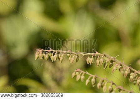 Brouwers Beauty Lily Of The Valley Shrub - Latin Name - Pieris X Brouwers Beauty