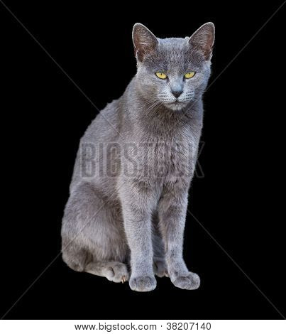 Gatto certosino