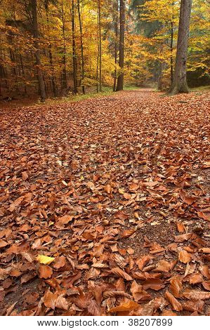 Forest Path With A Tree