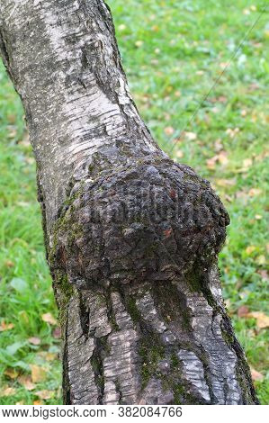 Chaga (inonotus Obliquus) Mushroom On A Birch Trunk In Summer.