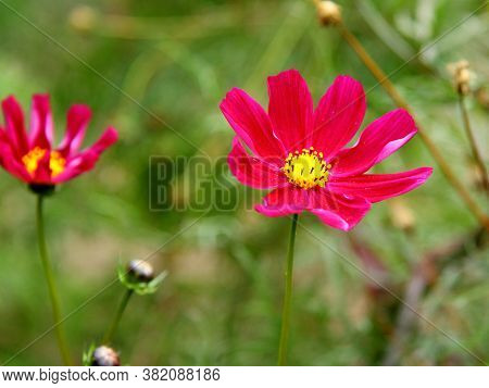 Two Red Flowers Between The Grass. Decorative Bouquet. Image Of Blosoming.