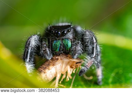 A Jumping Spider (phidippus Regius) Eating Its Prey Cockroach On A Green Leaf. Macro, Big Eyes, Shar