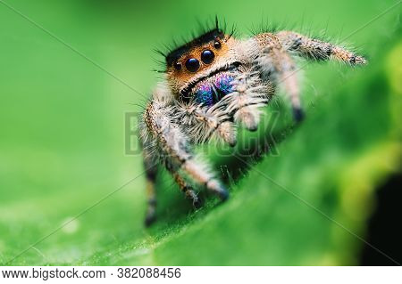 Female Jumping Spider (phidippus Regius) Crawling On Green. Macro, Big Eyes, Sharp Details. Beautifu