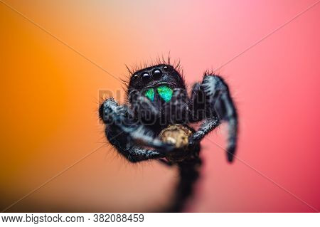 A Male Jumping Spider (phidippus Regius) Crawling On A Twig. Autumn Warm Colors, Macro, Sharp Detail