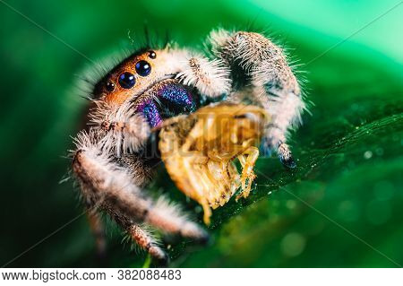 A Jumping Spider (phidippus Regius) Eating Its Prey Cockroach On A Green Leaf. Macro, Big Eyes, Shar