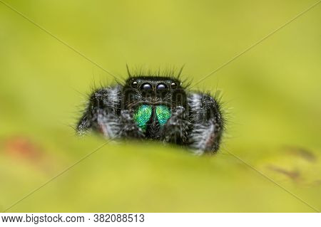 Male Jumping Spider (phidippus Regius) Crawling On A Dry Leaf. Autumn Warm Colors, Macro, Sharp Deta