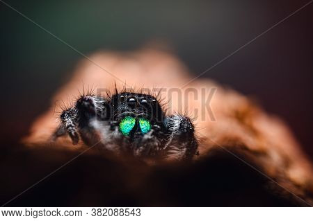 A Male Jumping Spider (phidippus Regius) Crawling On Dry Wood. Autumn Warm Colors, Macro, Sharp Deta