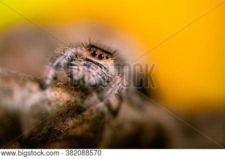 A Female Jumping Spider (phidippus Regius) Crawling On A Dry Leaf. Autumn Warm Colors, Macro, Sharp