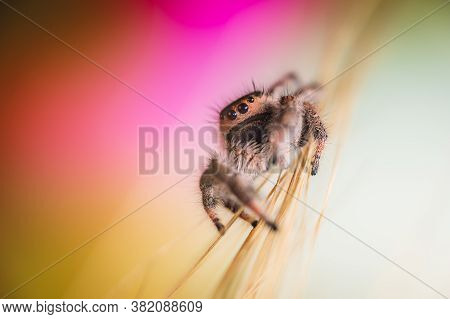 Female Jumping Spider (phidippus Regius) Crawling On Barley. Autumn Warm Colors, Macro, Sharp Detail