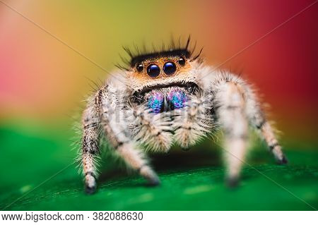 Female Jumping Spider (phidippus Regius) Crawling On A Green Leaf. Autumn Warm Colors, Macro, Sharp