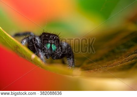 Male Jumping Spider (phidippus Regius) Crawling On A Dry Leaf. Autumn Warm Colors, Macro, Sharp Deta