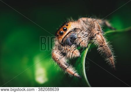 Female Jumping Spider (phidippus Regius) Crawling On A Green Leaf. Macro, Big Eyes, Sharp Details. B