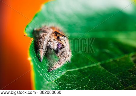 Female Jumping Spider (phidippus Regius) Crawling On A Green Leaf And Covering Her Eye. Macro, Big E