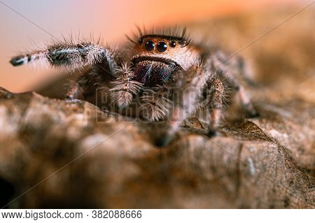 A Female Jumping Spider (phidippus Regius) Crawling On A Dry Leaf. Autumn Warm Colors, Macro, Sharp